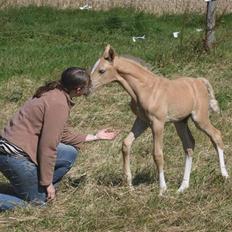 Palomino Mirco's  Nemesis