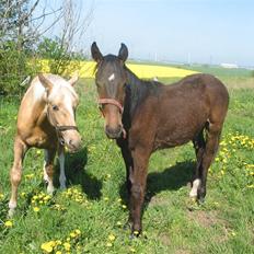 Palomino Mirco's  Nemesis