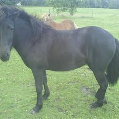 Islænder Fjôla Hindø - SOLGT