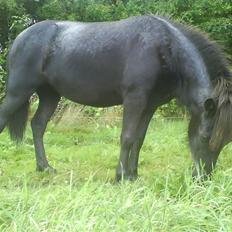 Islænder Fjôla Hindø - SOLGT