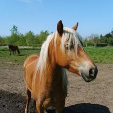 Haflinger Fanny