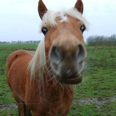 Haflinger Fanny