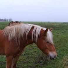 Haflinger Fanny