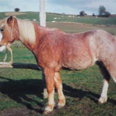 Anden særlig race Lukas R.I.P.