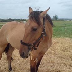 Anden særlig race Rico *Solgt*