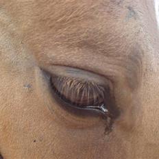 Anden særlig race Rico *Solgt*