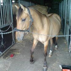 Anden særlig race Rico *Solgt*