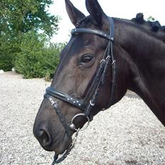 Oldenborg Rokas Noir