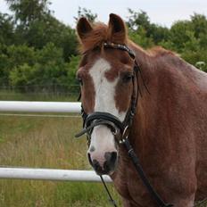 New Forest Rasmus           AFLIVET