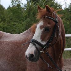 New Forest Rasmus           AFLIVET