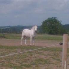 Connemara Nørlunds Sweet Dream  