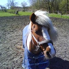 Shetlænder *Solsikke R.I.P*