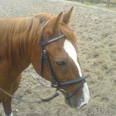 Anden særlig race Robin 