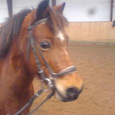 Anden særlig race Miss noname