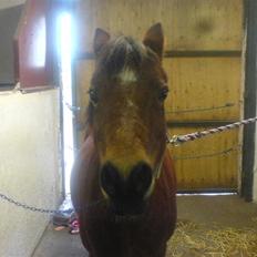 Anden særlig race Miss noname