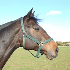 Holstener Calvin Ask