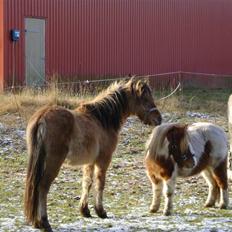 Anden særlig race Roxi