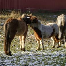 Anden særlig race Roxi