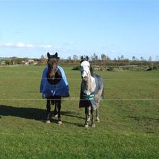 Holstener Calvin Ask