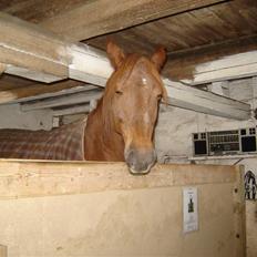 Anden særlig race Junker (Himmelhest)