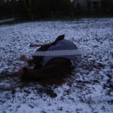 Anden særlig race Junker (Himmelhest)