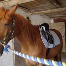 Anden særlig race Junker (Himmelhest)