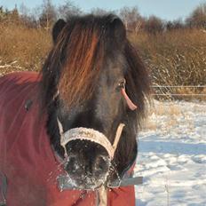 Shetlænder Fie