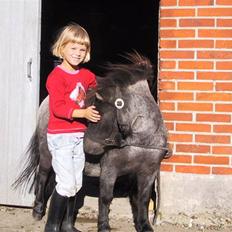 Shetlænder Sandhøjgaards Luna