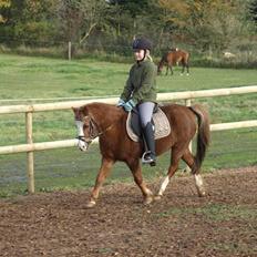 Welsh Pony af Cob-type (sec C) løgballes Deana (halt)