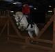 Anden særlig race Moonlight 