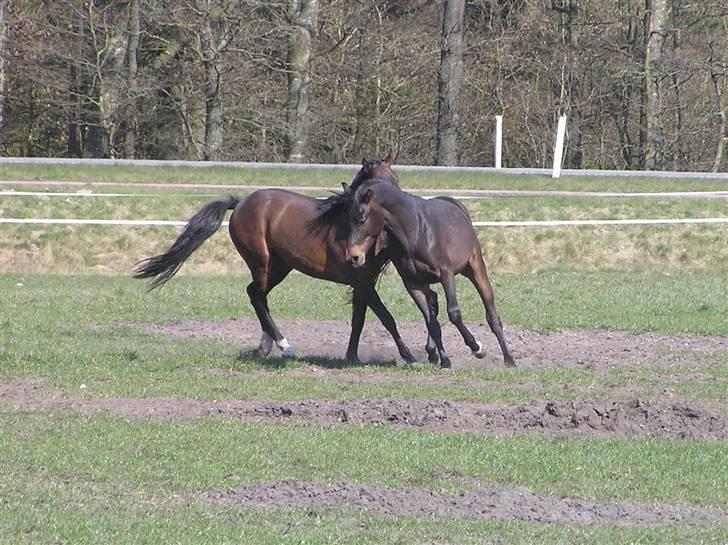 Welsh Partbred (Sec F) Heidewinde's Kenwood - Legebarn. Her er det Bjerregårds Lieutenant, det går ud over :) billede 8