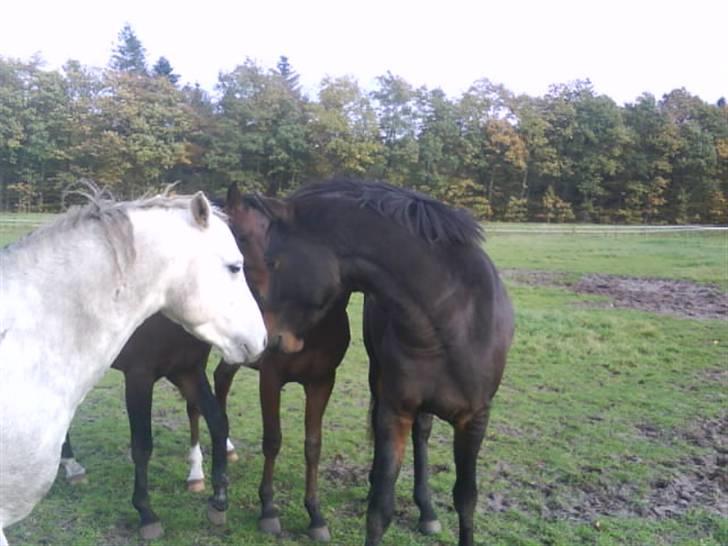 Welsh Partbred (Sec F) Heidewinde's Kenwood - Det er nu godt af få en rigtig snak med drengene indimellem. billede 9