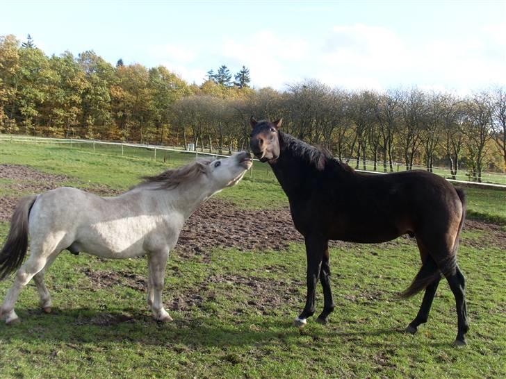 Welsh Partbred (Sec F) Heidewinde's Kenwood - Opdragelse skal der også til. Flydon Harri og Heidewinde´s Kenwood. billede 10