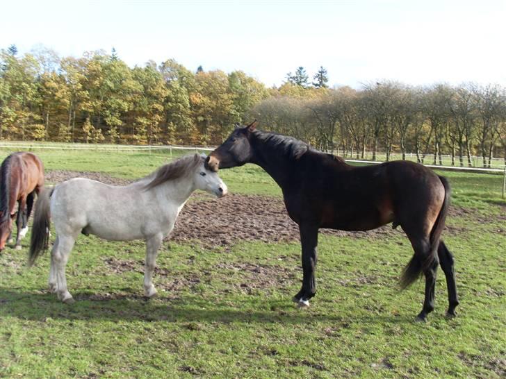 Welsh Partbred (Sec F) Heidewinde's Kenwood - Flydon Harri og Heidewinde´s Kenwood. billede 11