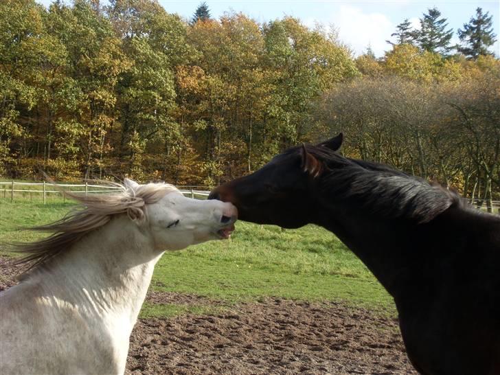 Welsh Partbred (Sec F) Heidewinde's Kenwood - Flydon Harri og Heidewinde´s Kenwood. billede 12