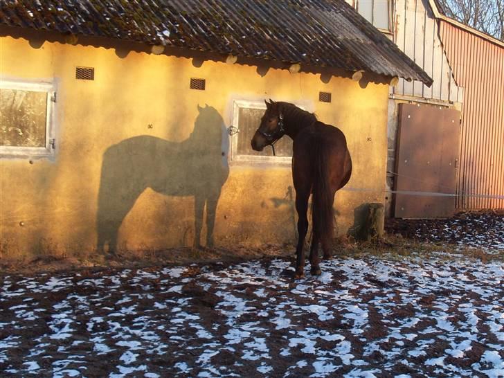 Welsh Partbred (Sec F) Heidewinde's Kenwood - På jordfold, rigtig hygge. billede 13