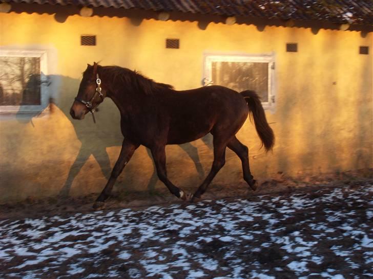 Welsh Partbred (Sec F) Heidewinde's Kenwood - Man må løbe sig til varmen, selvom man er en smule træt ZzzZzz billede 14