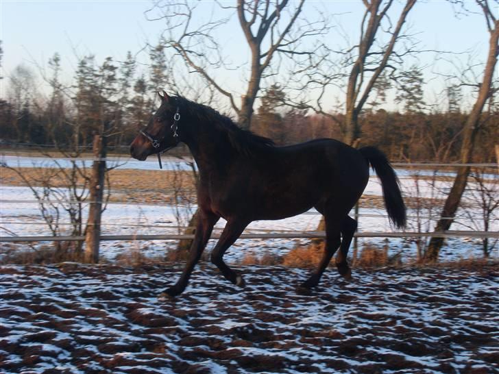 Welsh Partbred (Sec F) Heidewinde's Kenwood - På jordfolden. billede 15