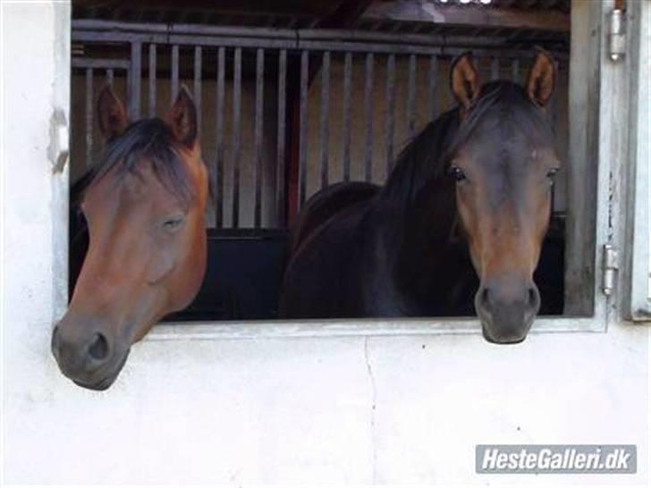Welsh Partbred (Sec F) Heidewinde's Kenwood - Bjerregårds Lieutenant og  Heidewinde´s Kenwood. billede 16