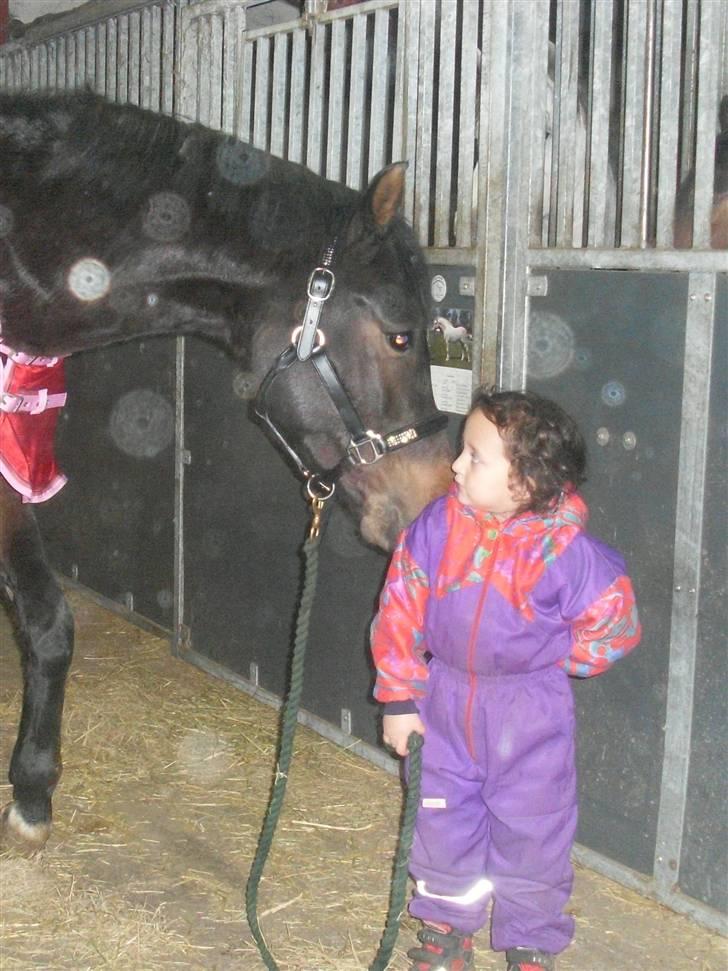 Welsh Partbred (Sec F) Heidewinde's Kenwood - Prinsessen og den ædle ganger billede 17