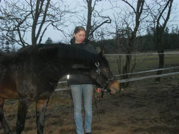 Welsh Partbred (Sec F) Heidewinde's Kenwood - Kenwood og mig. billede 18