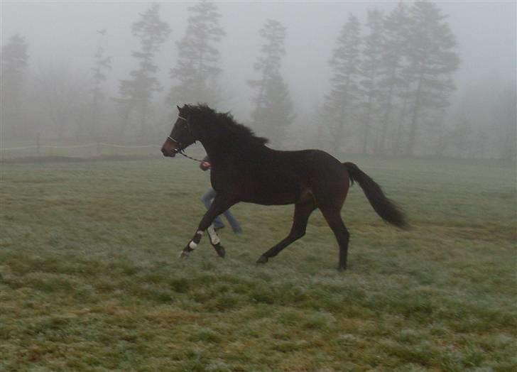 Welsh Partbred (Sec F) Heidewinde's Kenwood - Hårdt arbejde. billede 19