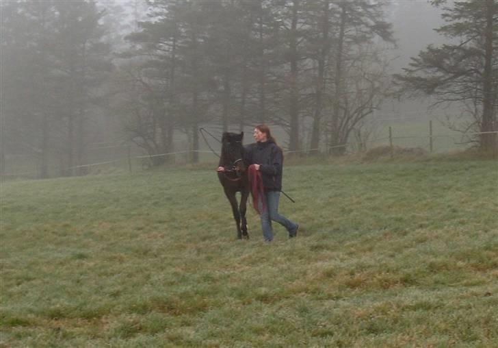 Welsh Partbred (Sec F) Heidewinde's Kenwood - En lille vandretur. billede 20