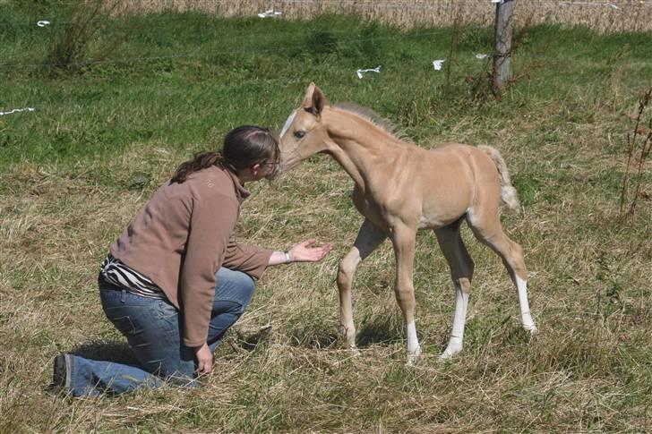 Palomino Mirco's  Nemesis billede 1