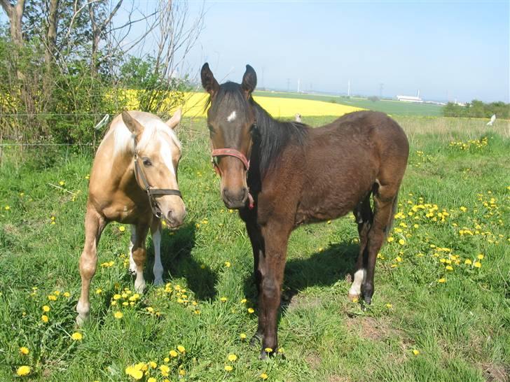 Palomino Mirco's  Nemesis billede 2