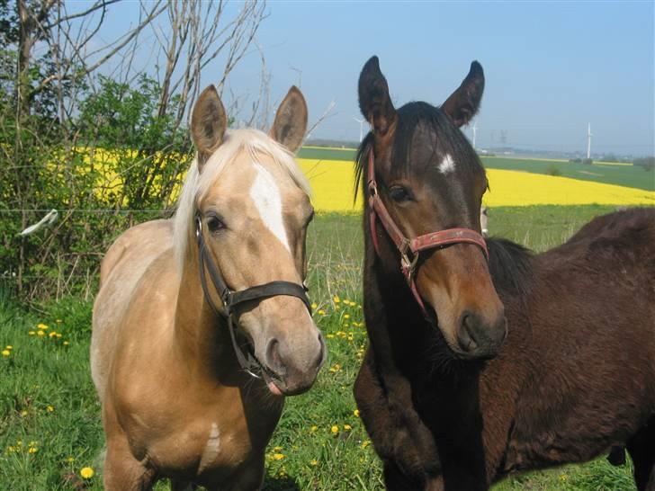 Palomino Mirco's  Nemesis billede 3