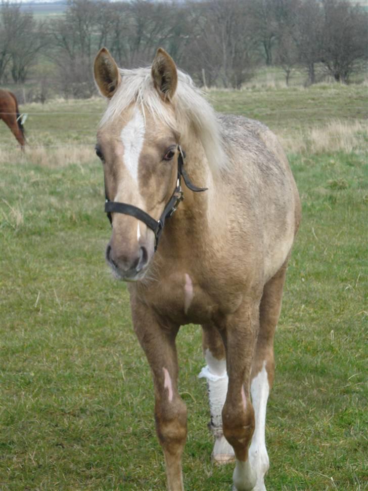 Palomino Mirco's  Nemesis billede 4