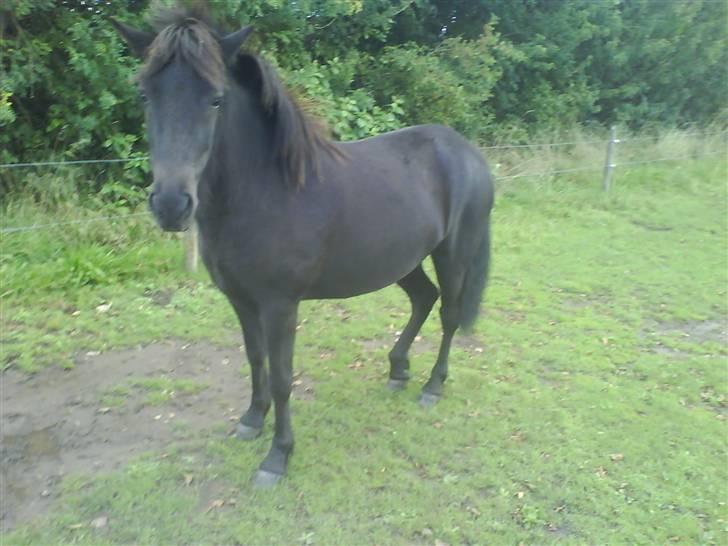 Islænder Fjôla Hindø - SOLGT billede 1