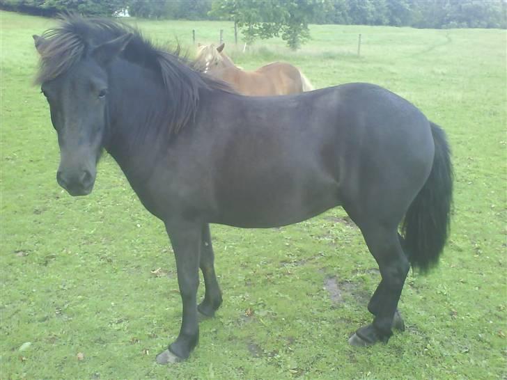 Islænder Fjôla Hindø - SOLGT billede 2