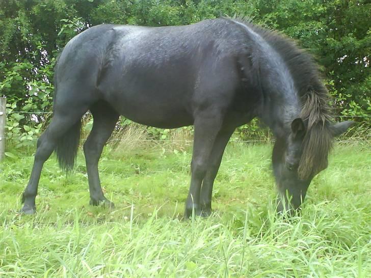 Islænder Fjôla Hindø - SOLGT billede 3